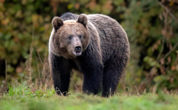 Medvét láthattak Miskolcon az Avason